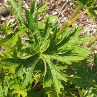 Aconitum krylovii